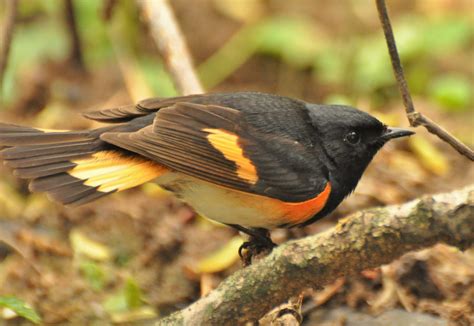 What is Iowa State Bird - Birds