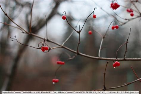 Обзор Super-Multi-Coated TAKUMAR 1:1.8/55 ASAHI OPT. CO., JAPAN | Радожива