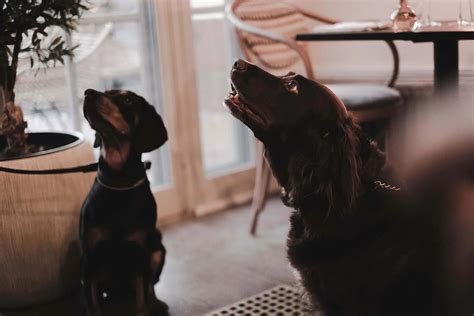 The 29 best dog-friendly restaurants in London