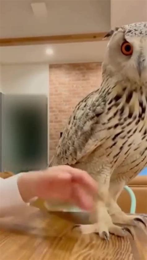 Best Funny Animal Videos - One News Page VIDEO