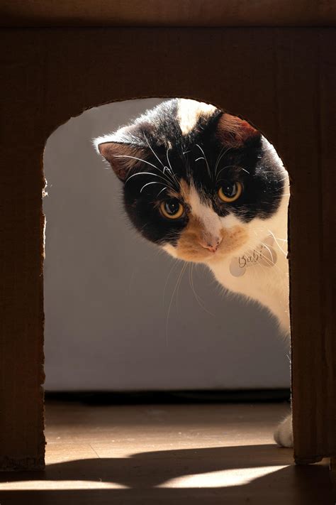 Cat And Box Photos, Download The BEST Free Cat And Box Stock Photos ...