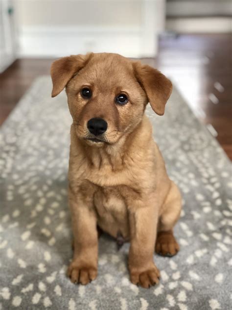 Yellow Lab Chow Mix Puppies