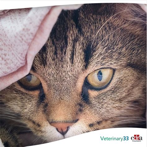 Intraocular Pressure Normal Cats at Hilton Miller blog