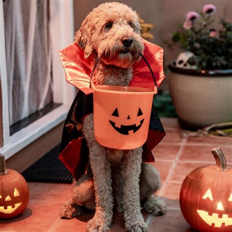 13 Halloween Costumes for Dogs Cats 2024 PetSmart Petco Amazon Target Chewy