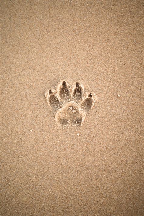 Euthanasia Services — Rio Bravo Veterinary Hospital