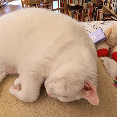 Sleepy Cat Books (@sleepycatbooks) • Instagram photos and videos