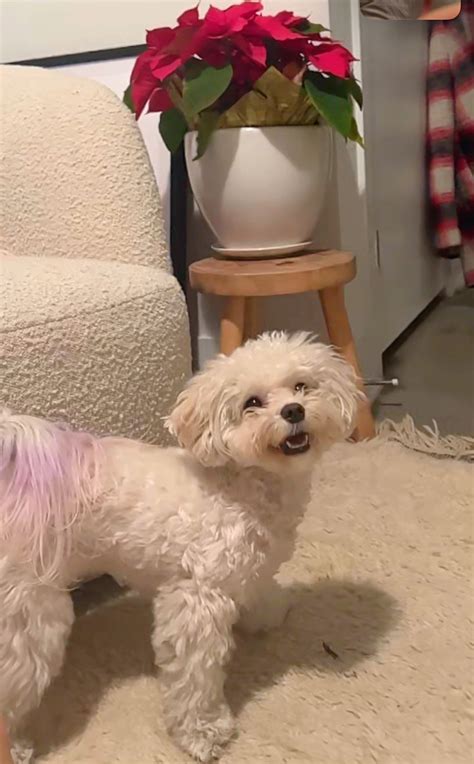 Emily Sears on Twitter: "Imagine living with this creature https://t.co/qLxMCWDRei" / Twitter