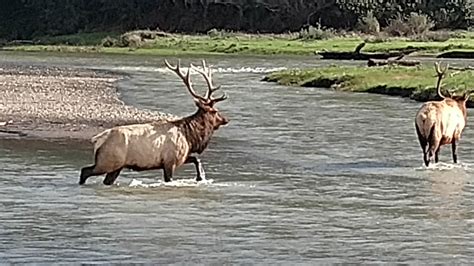 Usal Beach - Sinkyone Wilderness State Park | The Dyrt