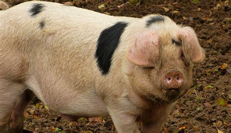 Alpine Swine Breeds: Hardy Pigs for Mountainous Farms - CGS Connect