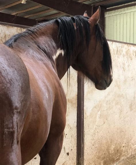 Painted Fling — Timber Creek Veterinary Hospital