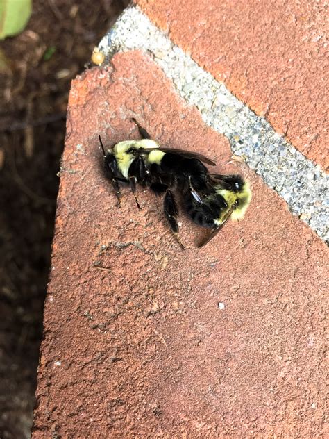 Mating Bumblebees: A Rare Glimpse - Tilly's Nest