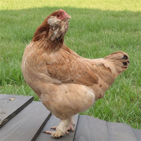 Baby Chicks: Blue/Black/Splash Wheaten Olive Egger - My Pet Chicken