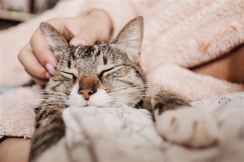 Why is my cat purring, miaowing, yowling? | zooplus