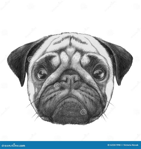 Original Drawing of Pug Dog. Stock Illustration - Illustration of ...
