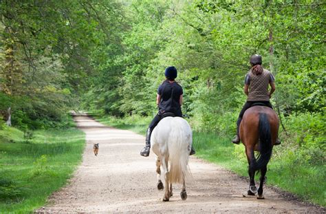 Horse Back Riders Free Stock Photo - Public Domain Pictures