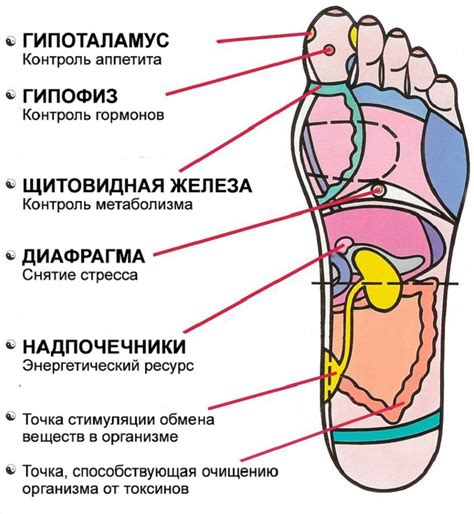 Рефлексология стопы