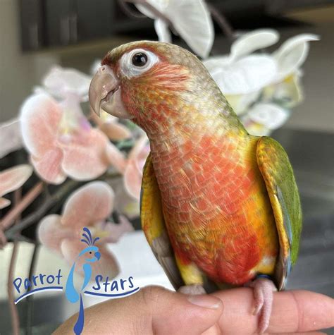 Baby Pineapple Green Cheek Conure Available at Parrot Stars!