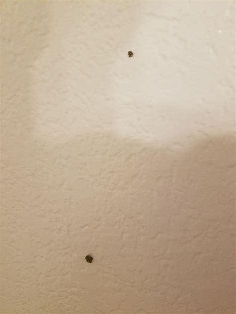 Termites In Ceiling Drywall | Shelly Lighting