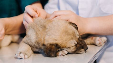 Pet Spay & Neuter Surgery In Hood River, OR | Alpine Vet