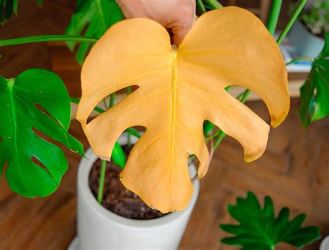 6 Reasons Your Monstera Leaves Are Turning Yellow