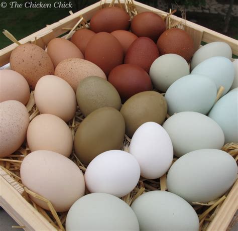 pictures of colored eggs | different types of eggs - SYEFIC