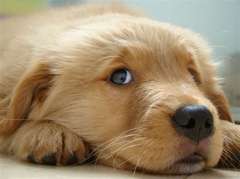 Cute Wallpaper Golden Retriever Adorable Puppies at Denise Reyes blog