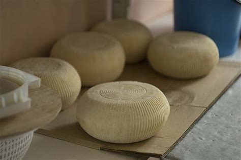 Осетинский сыр: описание, польза и вред, как приготовить