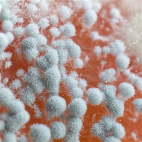 What Is White Mold and Is It Dangerous? | reynoldsrestoration