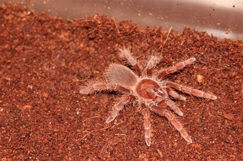 Pelinobius muticus King baboon tarantula spiderling