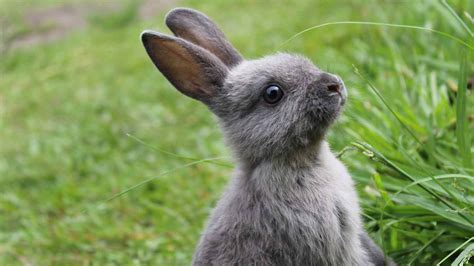 385 Bunny Nicknames For Every Personality