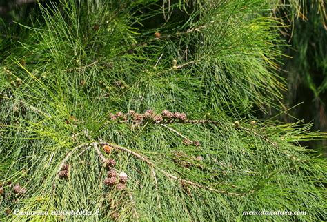 El Jardí de Menuda Natura: Casuarina de cua de cavall