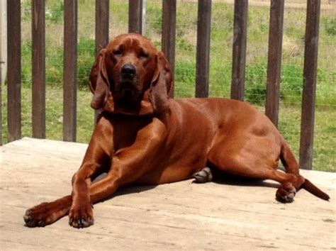 Redbone Coonhound Dog Breed Information, Images, Characteristics, Health