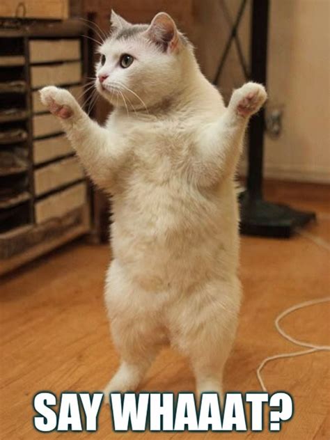Confused Cat Stands Upright with Comedic Say Whaaat Text Meme - Playground