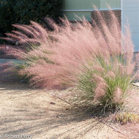 Pink muhly - Waterwise Garden Planner