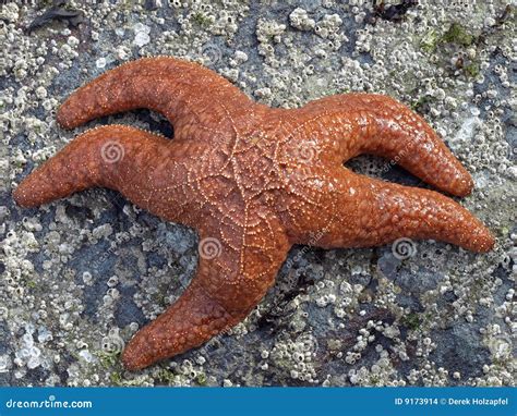 Ochre Sea Star (Pisaster Ochraceus) Stock Photo - Image of life, marine ...