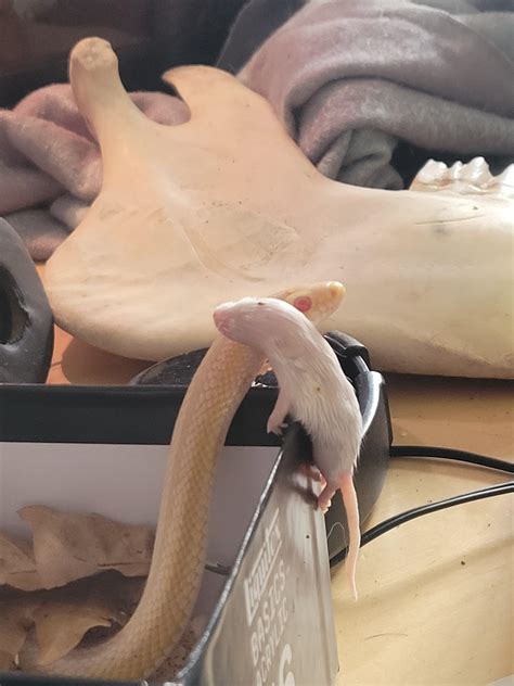 the mighty hunter who somehow managed to let her (frozen/thawed) prey escape 😆 : r/cornsnakes