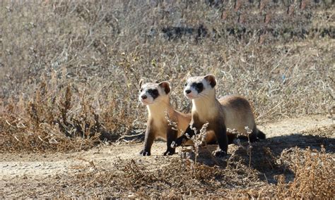 Black-Footed Ferret | Defenders of Wildlife