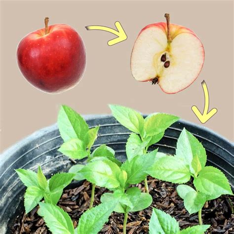 How to Grow An Apple Tree From Seed (Easy Tutorial)