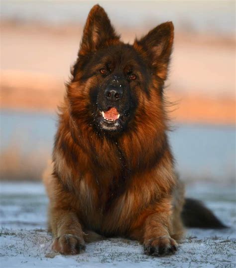 Top German Shepherd And French Bulldog Puppies - German Shepherd Dog ...