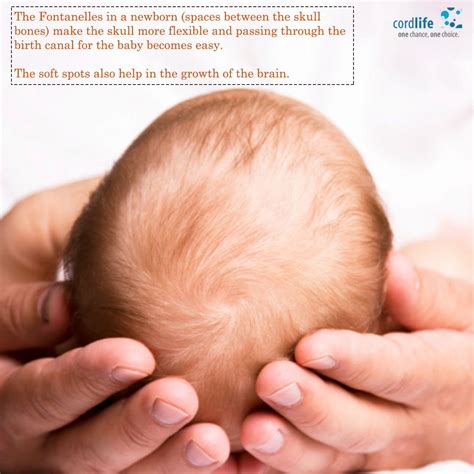 baby soft spot on head - Osvaldo Slater