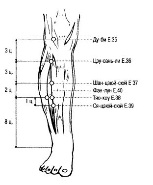 E36 Цзу-сань-ли - Меридиан желудка (E) - Атлас акупунктурных точек ...