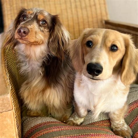 Long Haired Piebald Dachshund