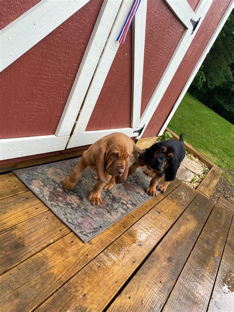 Odom Bloodhounds - Bloodhound Puppies for Sale in Blairsville, GA | AKC ...