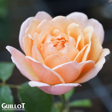 Madame Paule Massad ® | Rose, apricot, bis 150 cm x 120 cm (Dominique Massad / Guillot, 1991 ...