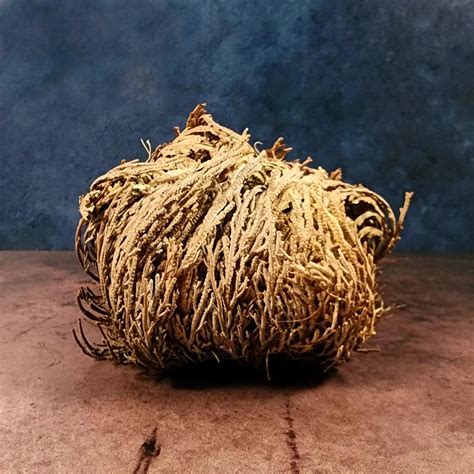 Rose of Jericho Plant for Abundance, Protection and Blessings - Art Of ...