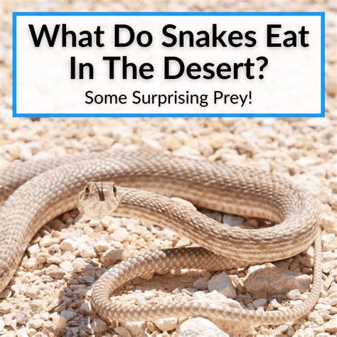Do Snakes Eat Desert Foxes at Isla Poole blog