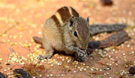 Do Squirrels Eat Meat?