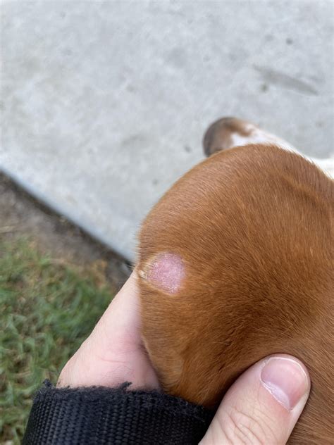 My dog had a scab appear on his ear which quickly fell off and left ...