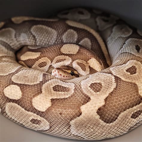 Breeder Lesser Ball Python by EmbersBallPythons - MorphMarket