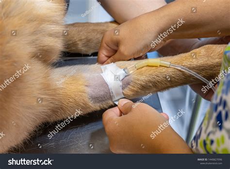 Intravenous Catheter Cephalic Vein Dog Preoperatory库存照片1440827096 ...